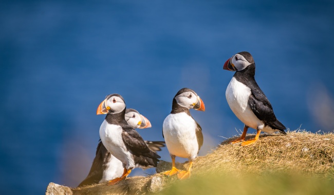 米基内斯岛 米基内斯岛